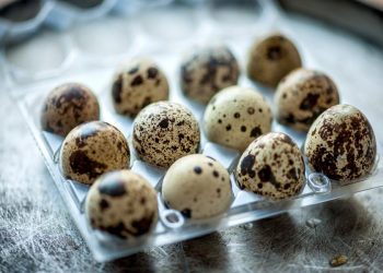 প্রোটিনে ভরপুর কোয়েলের ডিম