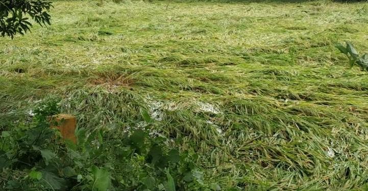 বুলবুলে ১৬ জেলার ৩ লাখ হেক্টর জমির ফসলের ক্ষতি