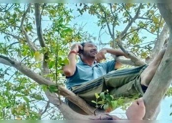 কথা বলতে গাছের ডালে আইসিসির আম্পায়ার