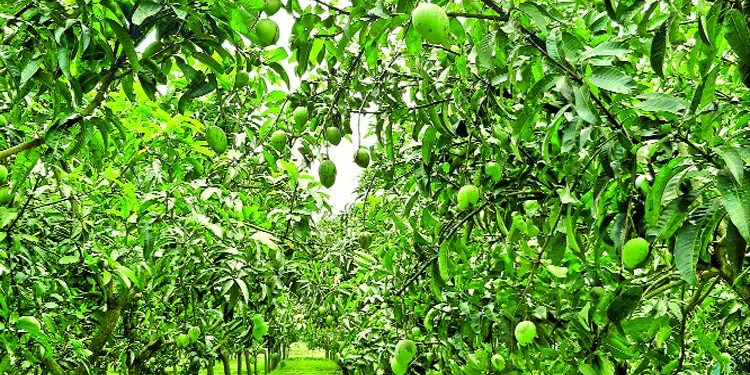 হাঁড়িভাঙা আমের বাগান সবার নজর কাড়ছে