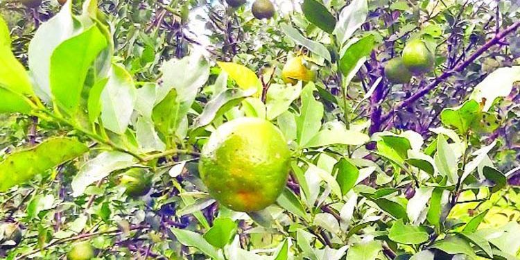 উন্নত প্রযুক্তি না থাকায় পিছিয়ে চাষিরা