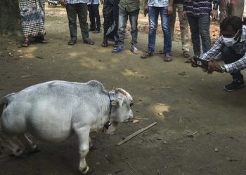 বিদেশি গণমাধ্যমে ‘রাণী’র খবর: লকডাউনেও দেখতে ভিড়