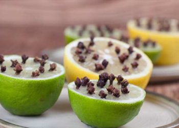 রান্নাঘরে মাছির উপদ্রব? জেনে নিন সহজ কিছু সমাধান