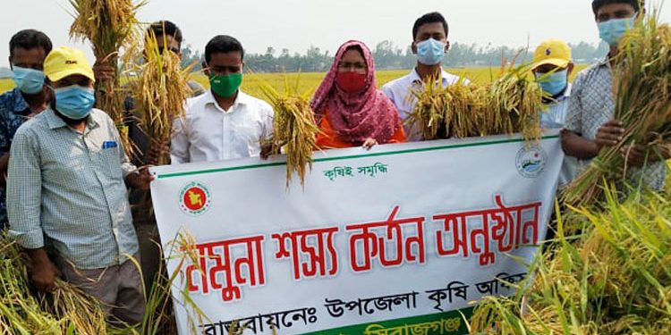 তাড়াশে ব্রি ধান-৮৯ চাষে সাফল্য