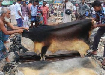 দাম না পেয়ে ক্ষতির মুখে নাটোরের চামড়া ব্যবসায়ীরা