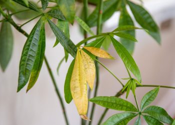 গাছের পাতা হলুদ হয়ে যাওয়ার ৮ কারণ